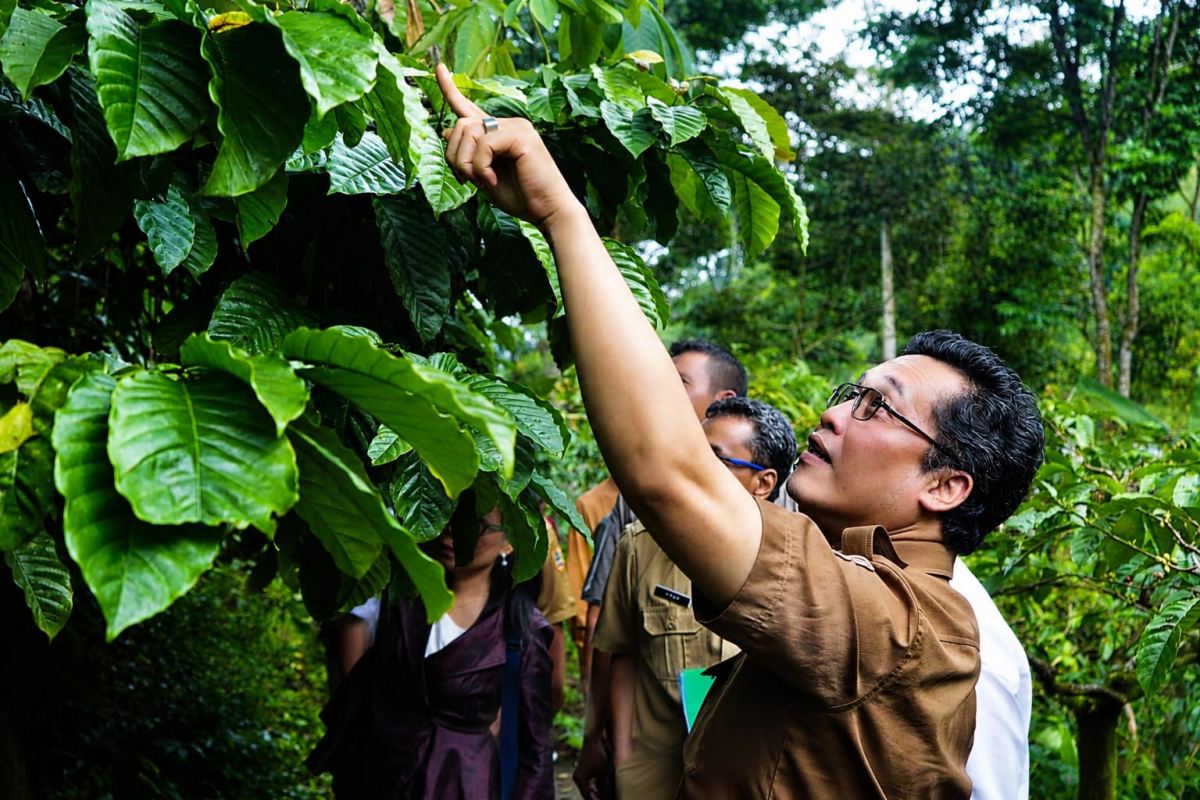 Bupati Magelang, Grengseng Pamuji saat kunjungi kebun kopi di Grabag