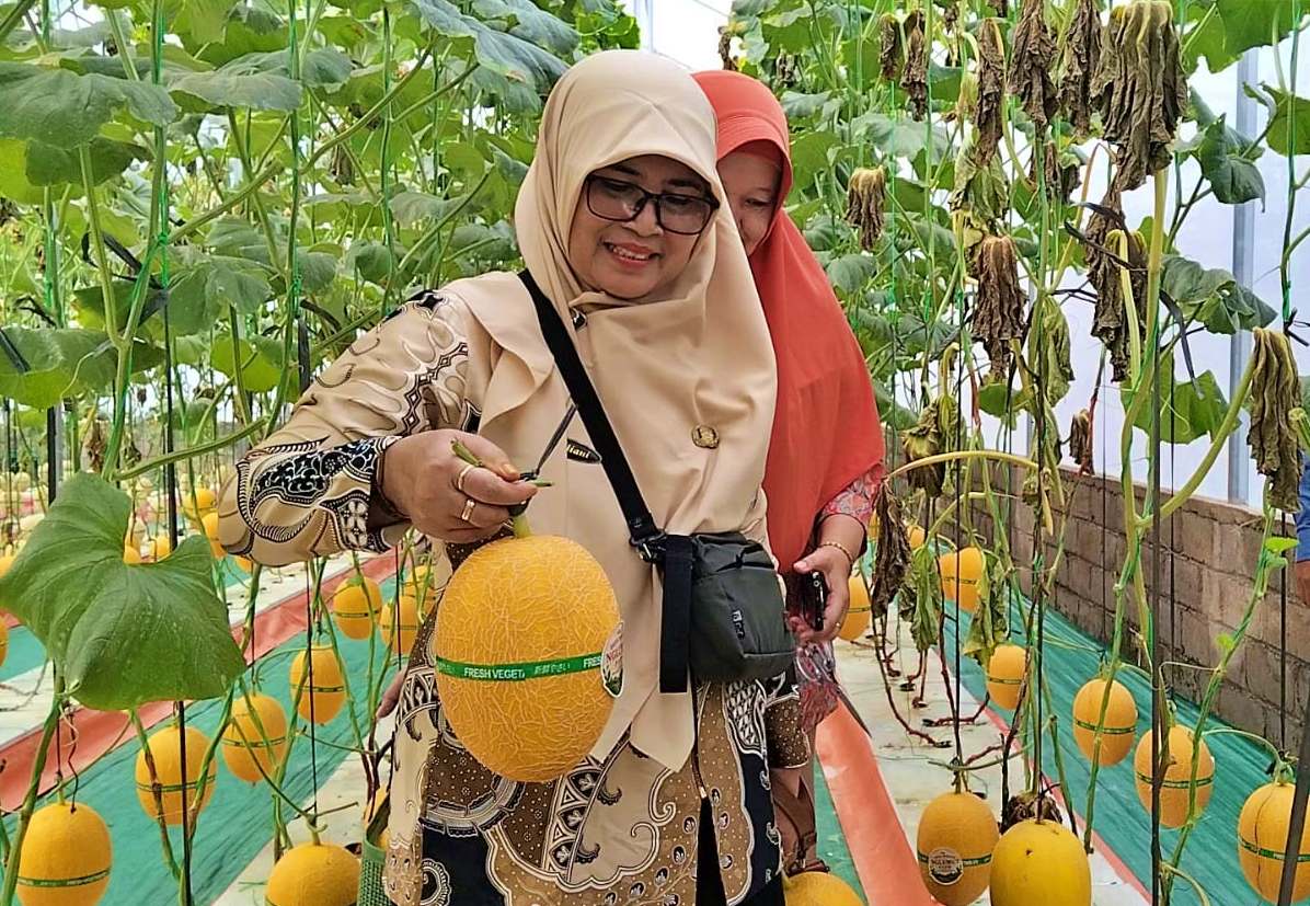 Greenhouse wisata petik melon di BUMDes Nglumut Kecamatan Srumbung saat masa panen_Berita Magelang ID