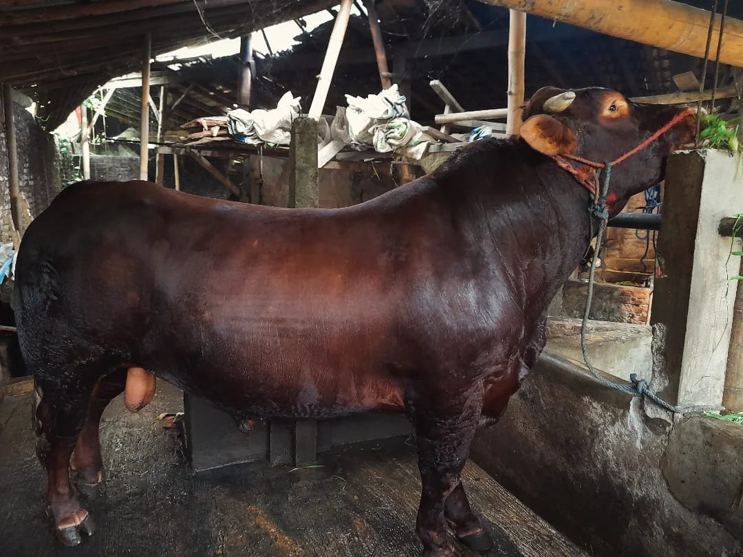 Bagong, Sapi Kurban Presiden Prabowo di Kota Magelang Berbobot 900 Kg