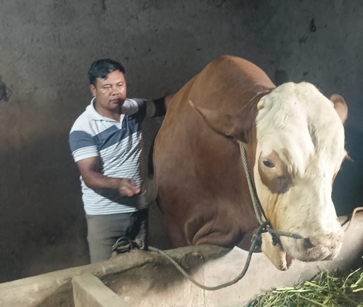 Sapi Simental Bobot 1,053 Ton di Magelang Jadi Hewan Kurban Presiden Prabowo