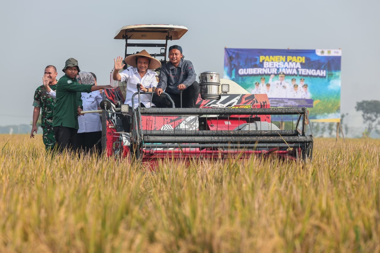 Produksi Padi Jateng Tembus 6,69 Juta Ton, Ahmad Luthfi Siapkan Strategi Hadapi Kemarau