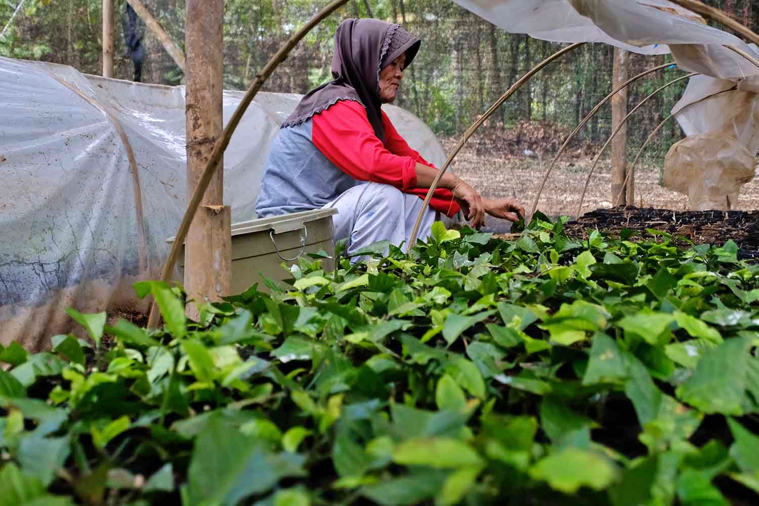 Petani Magelang Kembangkan Bibit Kopi Robusta_Foto Berita Magelang