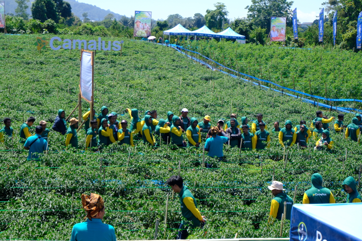 Bayer Indonesia Luncurkan Camalus: Inovasi Insektisida Sistemik Ganda untuk Memperkuat Produktivitas Hortikultura Nasional