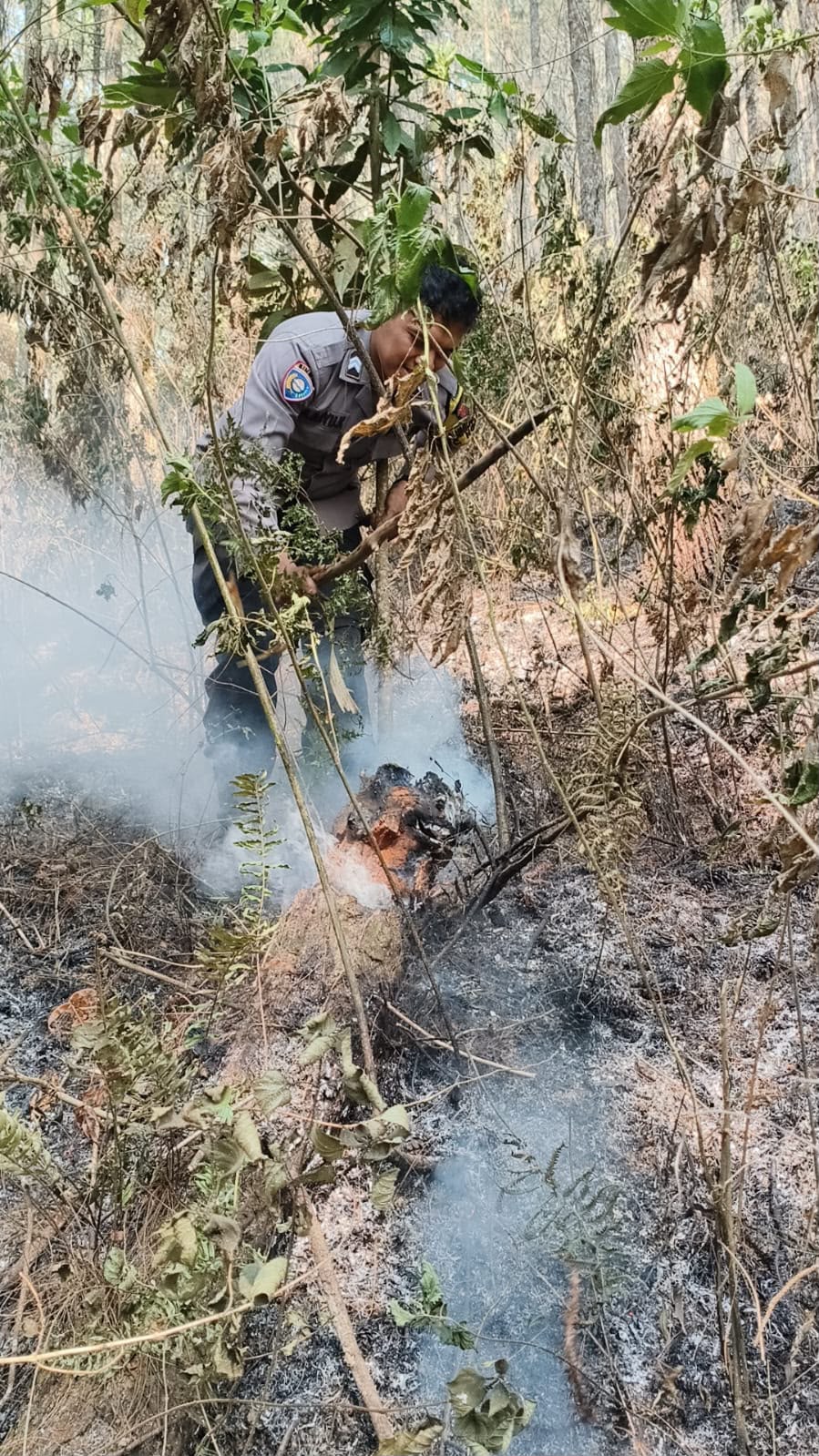 Gunung Andong Magelang Terbakar, 3,67 Hektare Lahan Pinus Dilalap Api