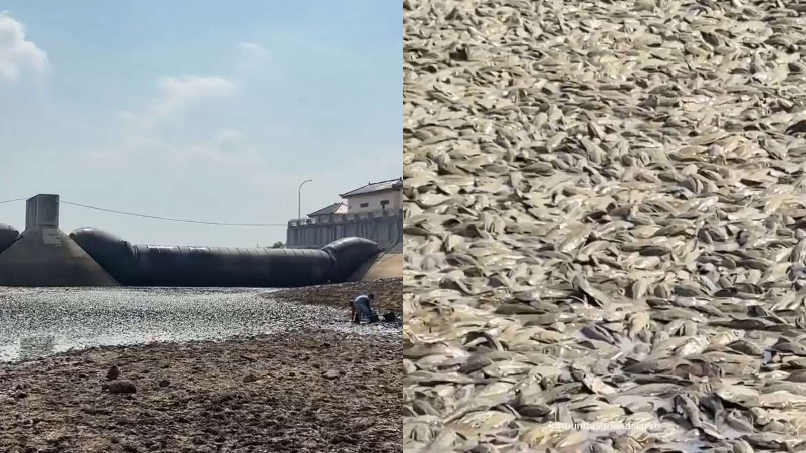 Jutaan Ikan Sapu-Sapu Terdampar di Bendung Karet Sungai Juana Pati
