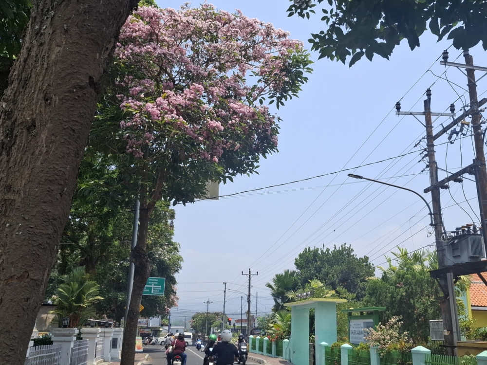 Tabebuya di sejumlah ruas jalan Kota Magelang bermekaran, Kamis (1/10/2026). (foto: mta)